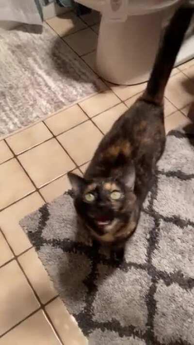 She runs in the bathroom as soon as she hears the brush