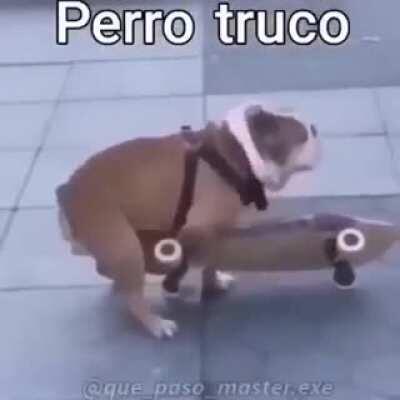 😎Perro truco😎