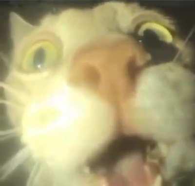 Me when my favorite kingdom received 10 rebellion