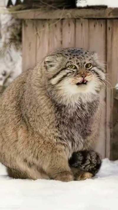 🔥 Palla's cat (otocolobus manul)