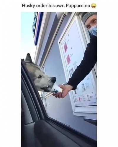 Husky order's a Puppuccino