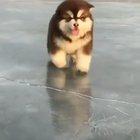 happy dog dancing on ice