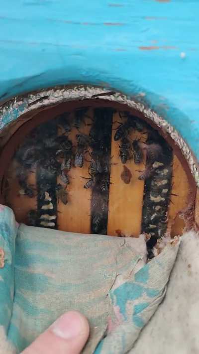 Autumn has come, bees are waiting for spring