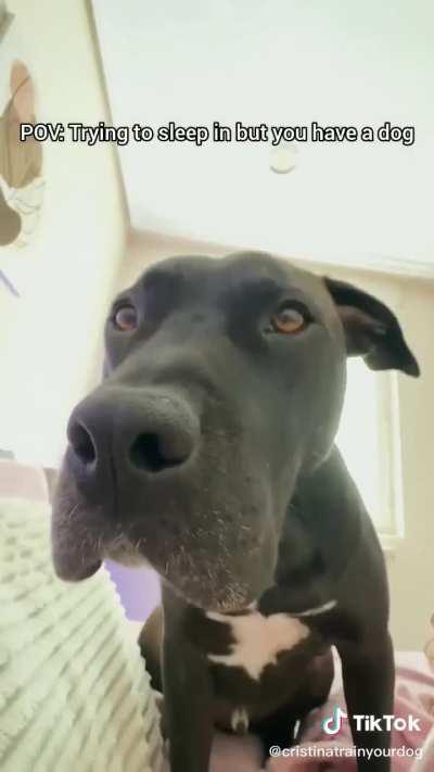 Sometimes it gets annoying @cristinatrainyourdog