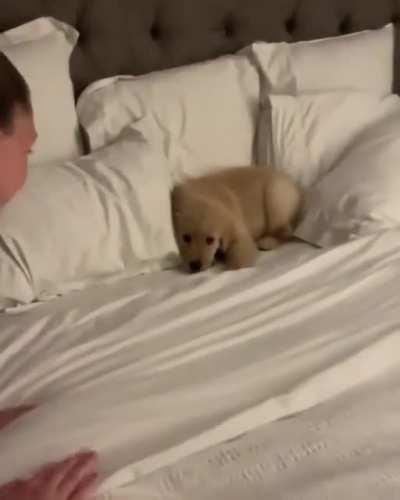 It's not sleeptime hooman...