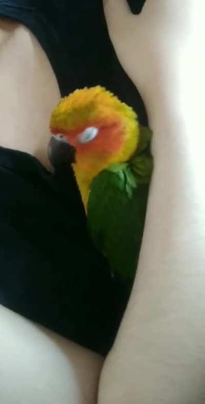 NapBirb