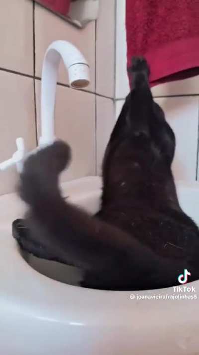 Esse gato é mais inteligente q nois