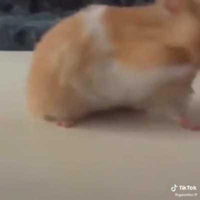 Top 3 hamsters mas conshesumare del mundo 🥶