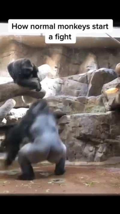 Monke fight