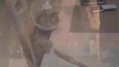 PoopMadness - God of Schizoposting