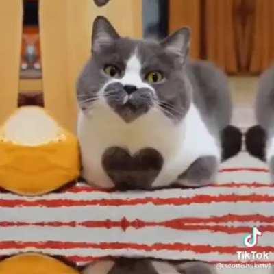 cute cats; have a good day rule