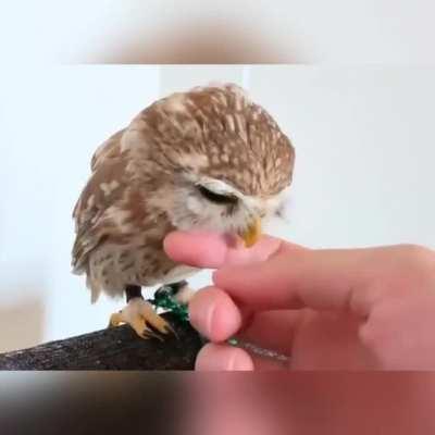 so cute owl