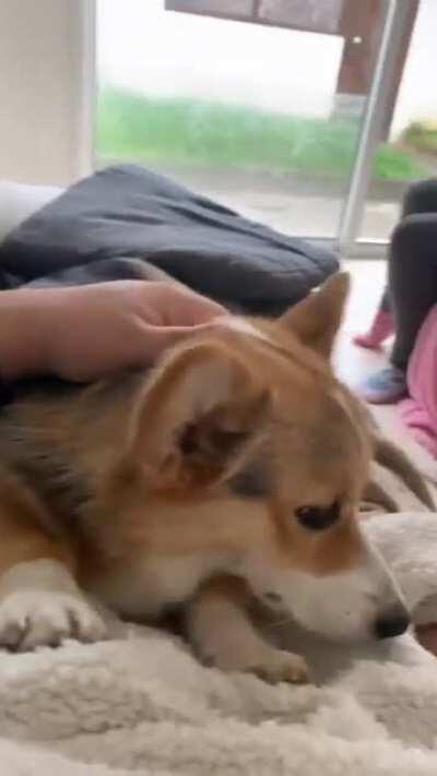 Meet my sweet potato Ragnar 9 month old...!