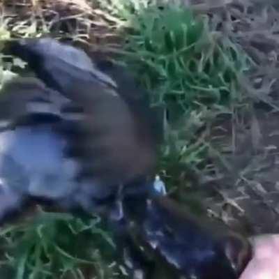 Frog attempts to eat bird 3 times bigger