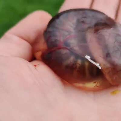 🔥 Blue tongue skink taking its first breath 🔥