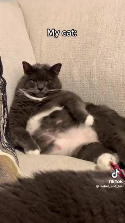 This is me with every cat tbh