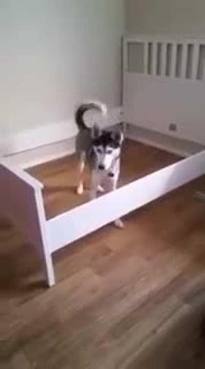 Max was outsmarted by the bed frame