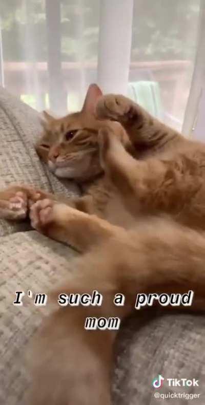 This cat likes kicks to the head