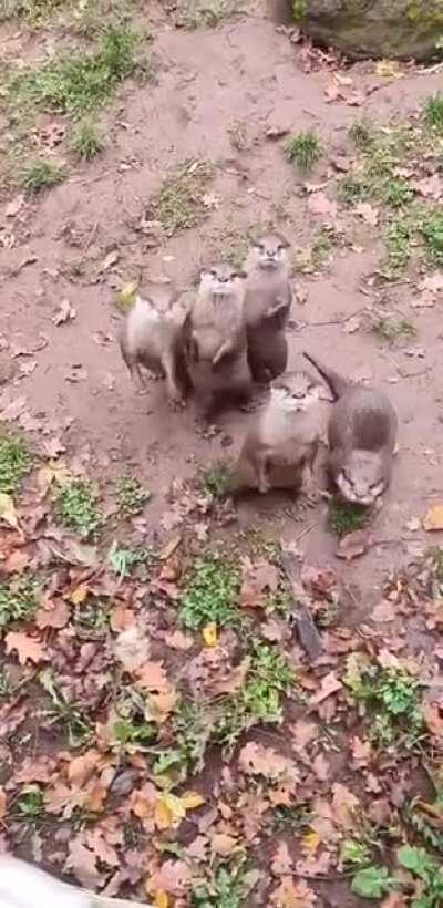 Otterly adorable (mandatory otter post title)