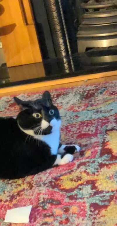 airplane ears and zoomies!