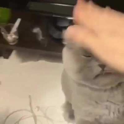 How dare you hooman!!