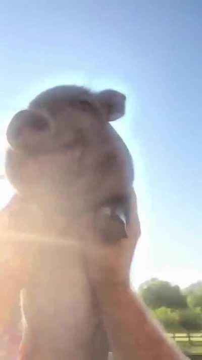 wunk of whimsy and joy