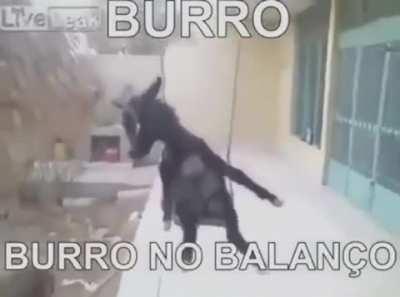 Apenas burro no balanço