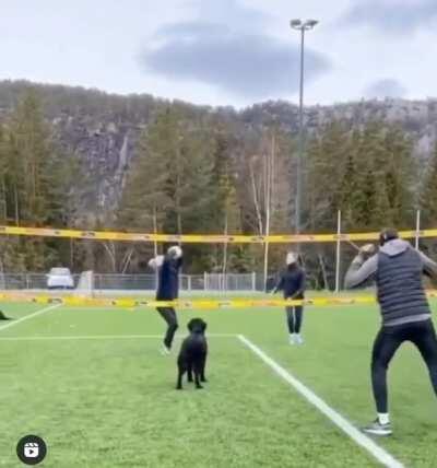 Teammate didn’t turn up for a game of volleyball, the dog was more than happy to fill in for them.