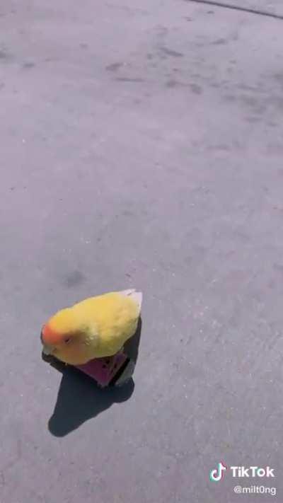 Skateboarding birb
