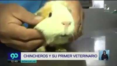 Hamster gets cured from an illness but then...