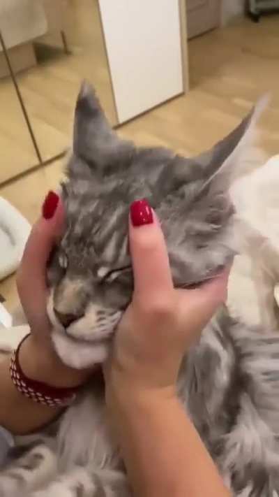 What do you think about this bautiful guy