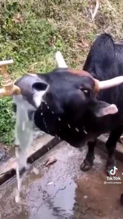 🐂