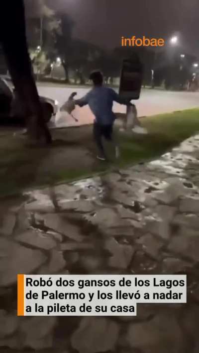 Se robo dos ganzos de los lagos de Palermo y los llevo a su casa