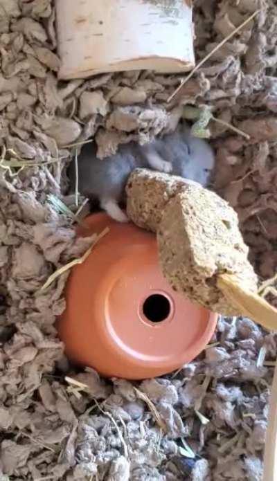 Little guy has figured out he doesn’t need to stand up or even open his eyes to eat.