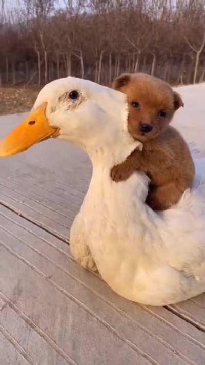 The dog and the duck are very good friends