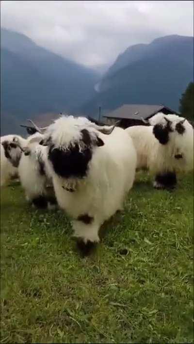 Valais Blacknose sheep look like magical faceless creatures from a fantasy novel