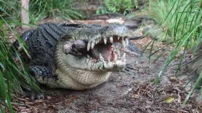 Crocodile crushing and eating a pigs head (bone crushing)
