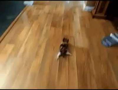 Squabbler with no patella