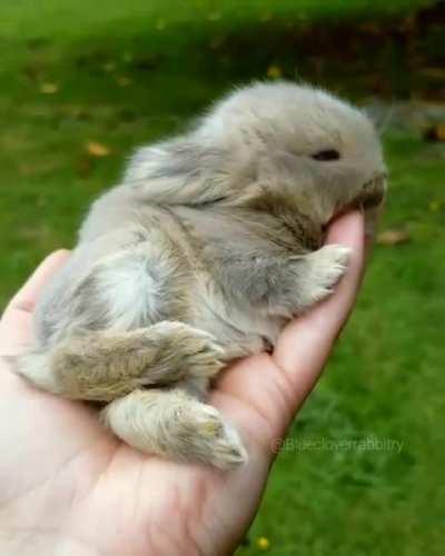 Fluffy bunny