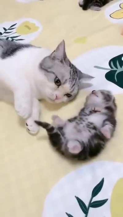 Mommy cat hugs baby kitten having a nightmare