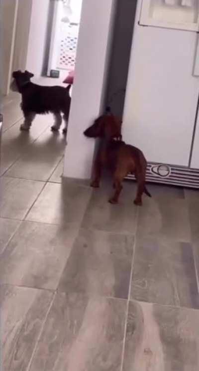 Playing a game of hide n' seek.