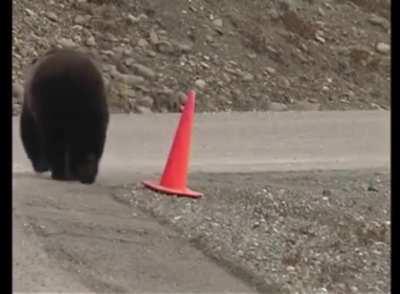 Bear helping make the world a bit better