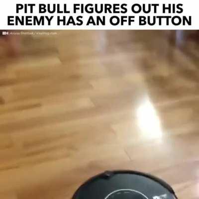 Pit bull figures out his enemy has an OFF button
