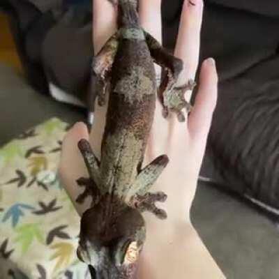 Uroplatus fimbriatus are a species of gecko that are endemic to Madagascar. They are arboreal, and because their eyes are ~350x more sensitive to light then humans they're also nocturnal.