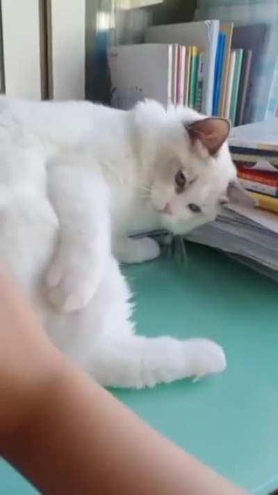 Stop! Cant you see I'm busy?