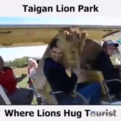 tOURIs KIlLEd By STaRving lIoNS