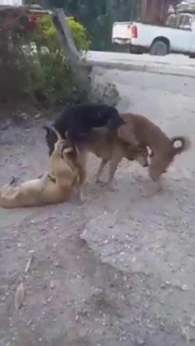 An interracial Gang-Bang