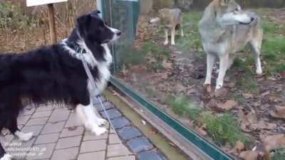 Wolf meets its distant relative
