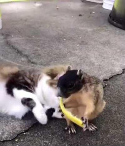 This squirrel is friend shaped 