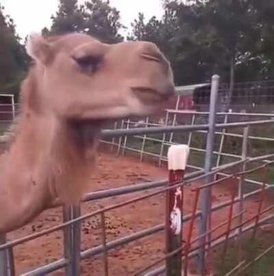 Camelo + cabelo = CAMEBELO!